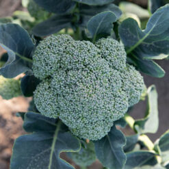 Coastal Selektion Z Broccoli Samen kaufen bio