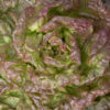 Samen Kopfsalat Wunder der Vier Jahreszeiten bio kaufen online