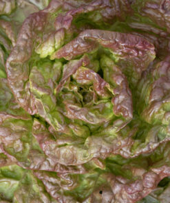 Samen Kopfsalat Wunder der Vier Jahreszeiten bio kaufen online