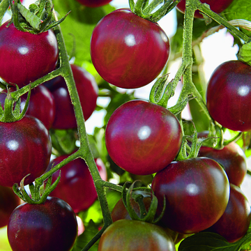 Schwarze Cherry Tomaten Samen bio kaufen