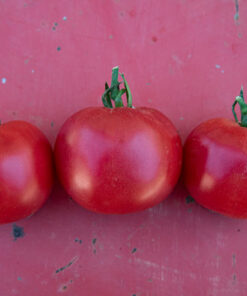 Samen Tomaten Berner Rosen bio kaufen online